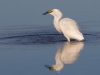 Snowy Egret