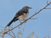 Northern Mockingbird