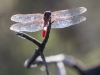 Roseate Skimmer Dragonfly