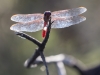 Roseate Skimmer Dragonfly