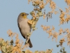 Verdin