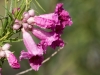 Desert Willow Flower