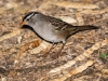 White-crowned Sparrow