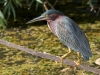 Green Heron