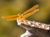 Mexican Amberwing Dragonfly
