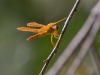 Mexican Amberwing Dragonfly