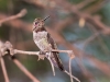 Anna's Hummingbird