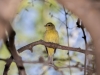 Orange-crowned Warbler