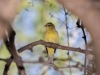 Orange-crowned Warbler