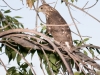 Cooper's Hawk