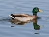 Mallard