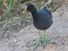 Common Gallinule