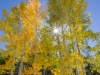 Aspens