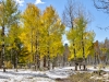 Aspens