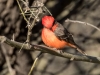 Vermilion Flycatcher