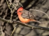 Vermilion Flycatcher