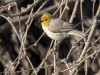 Verdin