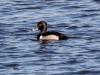 Ring-necked Duck