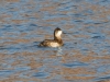 Ruddy Duck