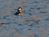 Bufflehead