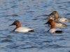 Canvasback