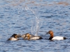 Canvasback