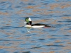 Bufflehead