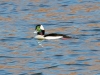 Bufflehead