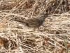 Lincoln's Sparrow