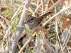 Lincoln's Sparrow