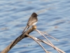 Black Phoebe