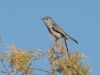 Blue-gray Gnatcatcher