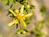 Creosote Bush Flower