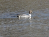 Northern Pintail