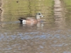 American Wigeon