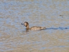 Ring-necked Duck