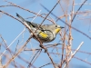 Yellow-rumped Warbler