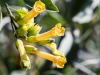 Tree Tobacco Flower