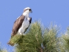 Osprey