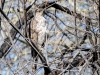 Cooper's Hawk