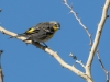 Yellow-rumped Warbler