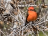 Vermilion Flycatcher