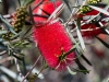 Australian Bottlebrush Flower