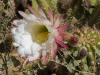 Cactus Flower