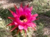 Cactus Flower