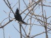 Phainopepla