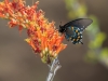 Pipevine Swallowtail