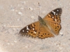 Empress Leilia Butterfly