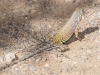 Greater Earless Lizard