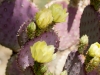 Cactus Flower